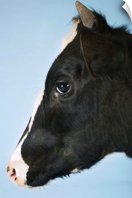 Cow Against Blue Background, Close-Up Of Head, Side View