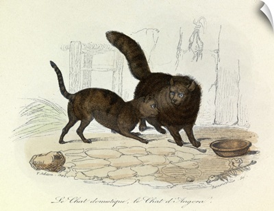 Domestic Cat and Angora Cat, Domestic Animals, from de Buffon