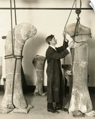 Dr. J. B. Abbott, prepared fossils of dinosaurs' thigh bones for public display