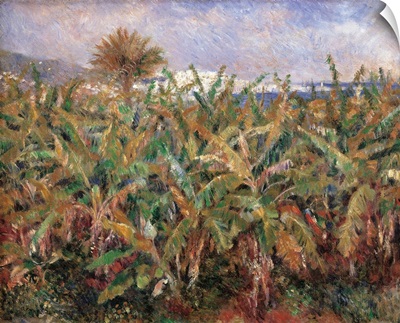 Field of Banana Trees, by Pierre-Auguste Renoir, 1881. Musee d'Orsay, Paris, France