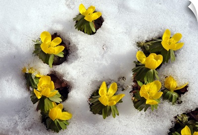 Flowers Blooming Through Snow