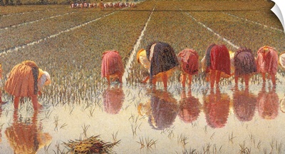 For 80 cents, Row of Women Workers in a Rice Field, 1893