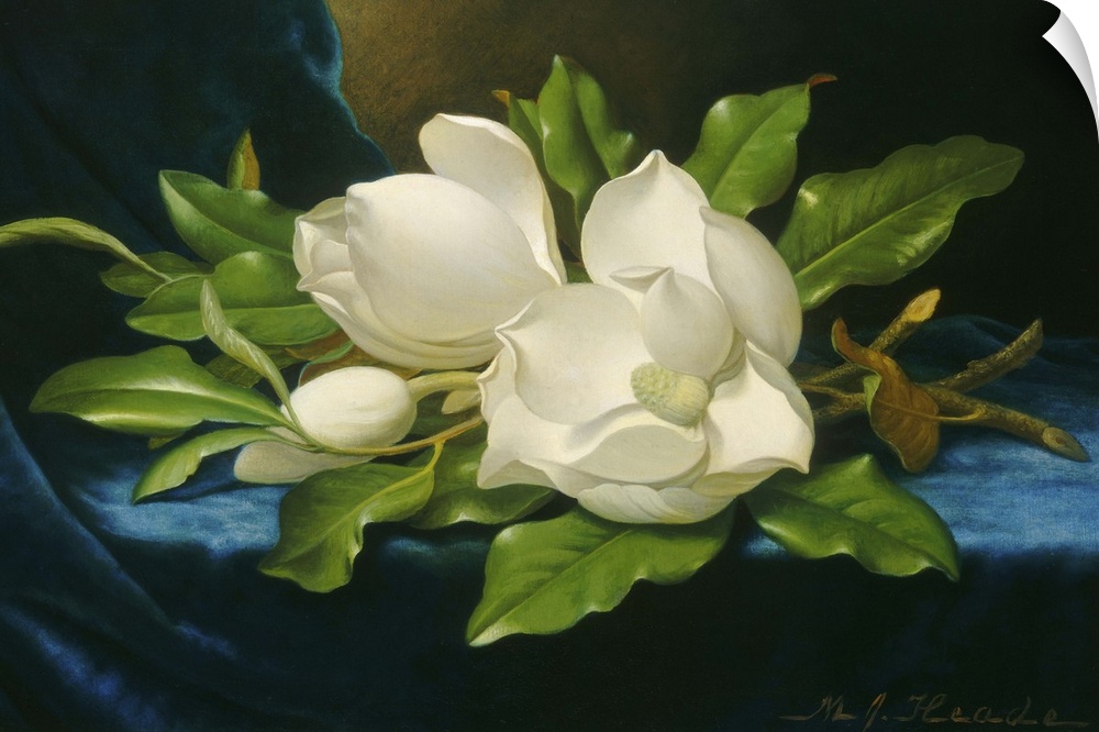 Giant Magnolias on a Blue Velvet Cloth, by Martin Johnson Heade, 1890, American oil painting. Landscape and flower painter...