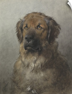 Head of a Newfoundland Dog, c. 1860-1920, Dutch watercolor painting