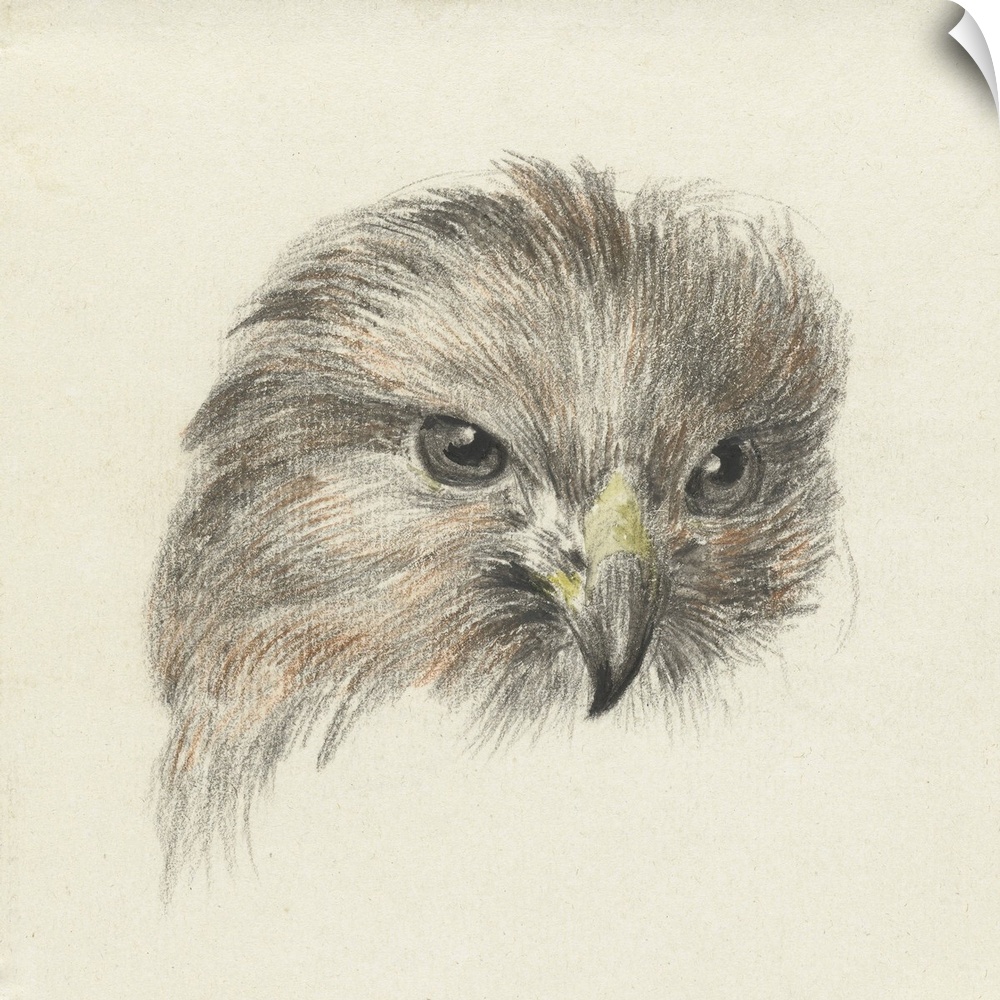 Head of a Raptor, by Jean Bernard, 1825, Dutch chalk and pencil drawing.
