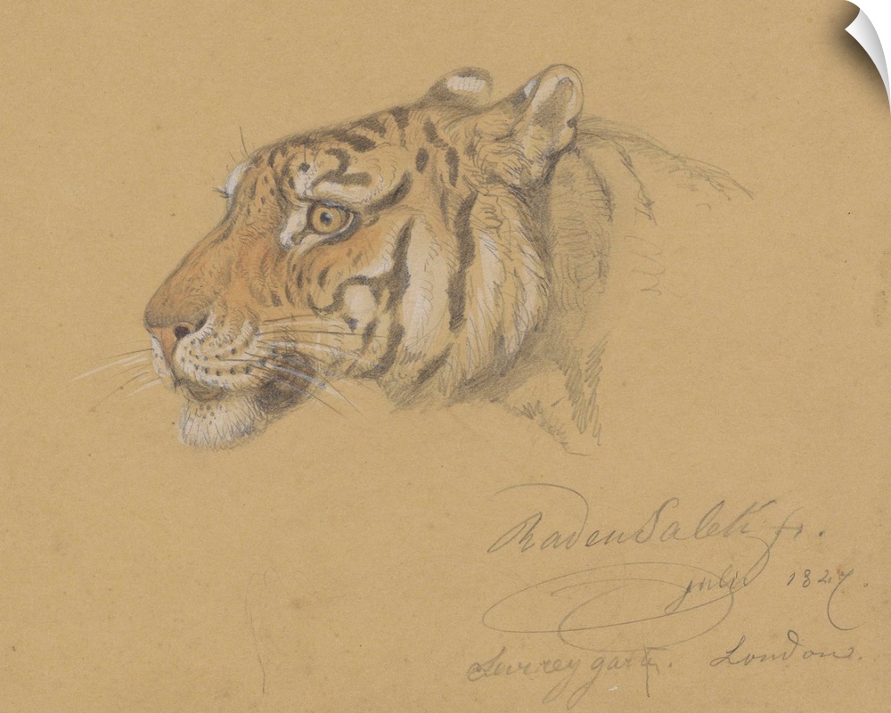 Head of a Tiger, by Raden Saleh, 1847, Indonesian water color painting.