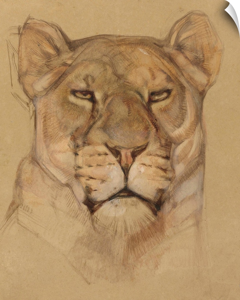 Head of Lioness, Bernard Willem Wierink, c. 1900-30, Dutch watercolor painting.