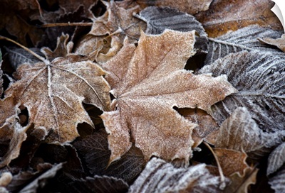 Hoar Frost Covered Leaves