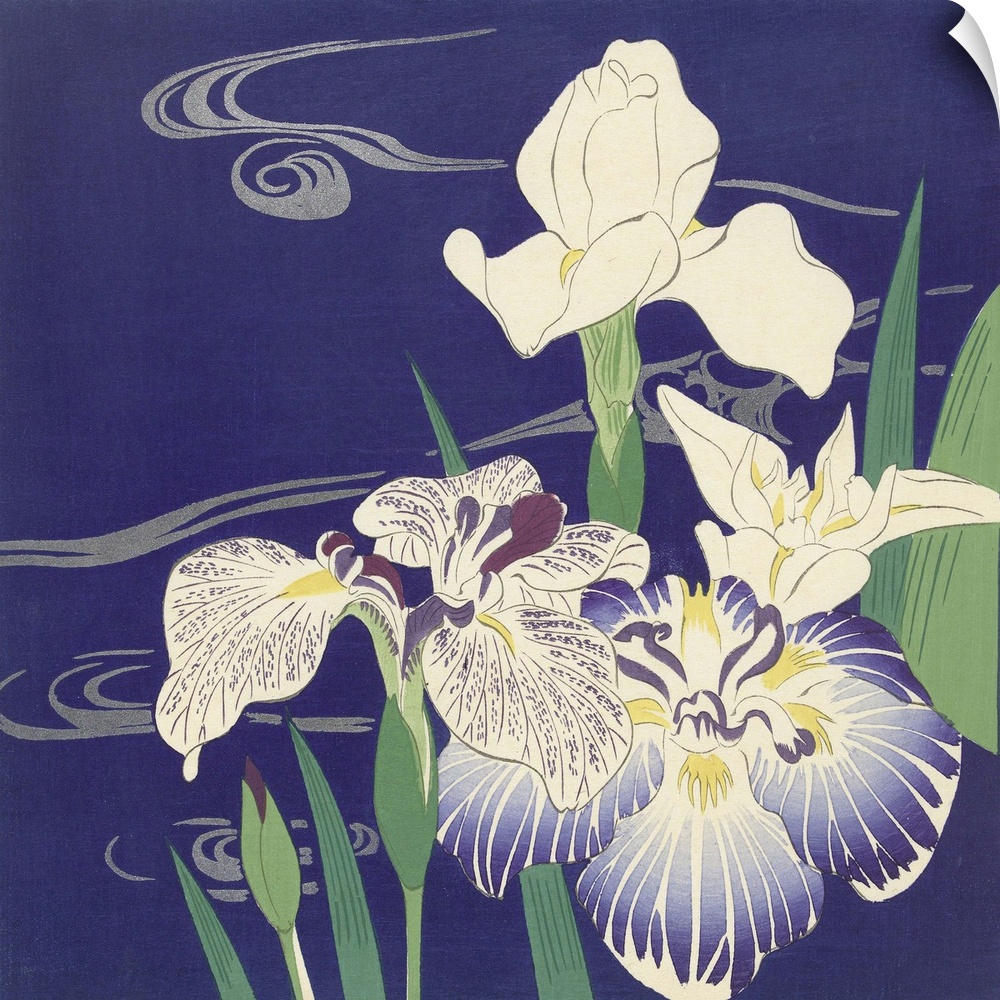 Irises, by Tsukioka Kogyo, c. 1890-1900, Japanese print, color woodcut. Blooming irises against a deep blue background, de...
