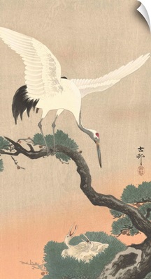 Japanese Crane on Pine Branch, by Ohara Koson, 1900-30