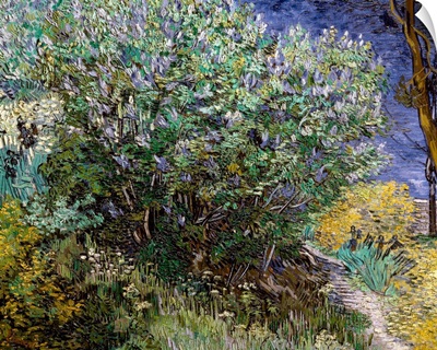 Lilac Bush. 1889. By Vincent Van Gogh. Hermitage Museum, St. Petersburg, Russia