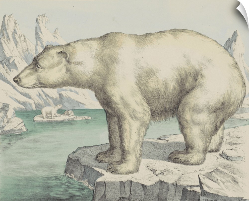 Polar Bear, by Jos. Scholz, c. 1830-80, Dutch print, lithograph. Arctic landscape with polar bears.