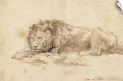 Reclining Lion, by Rembrandt van Rijn, c. 1650-59