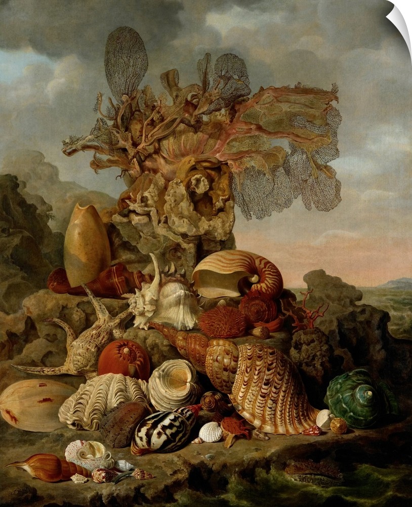 Shells and Marine Plants, by Henricus Franciscus Wiertz, 1809, Dutch painting, oil on canvas. Still life with exotic shell...