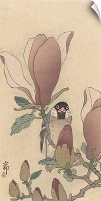 Sparrow on Blooming Magnolia Branch, by Ohara Koson, 1900-30
