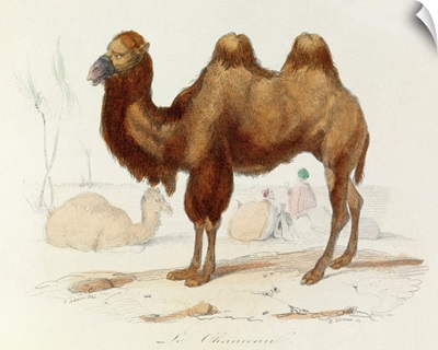 The Camel, 'Quadrupeds', from de Buffon