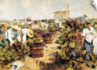 The Grape Harvest. Arcadi Mas i Fondevila