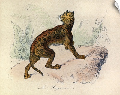 The Jaguar, 'Quadrupeds', from de Buffon