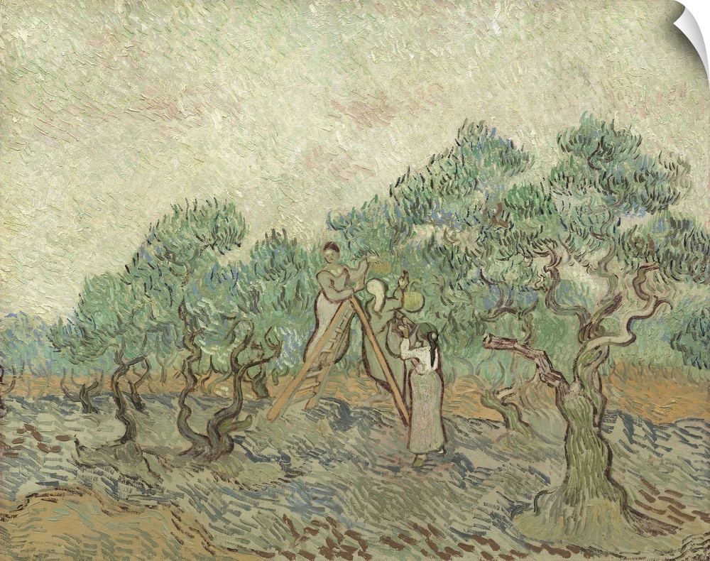 The Olive Orchard, by Vincent van Gogh, 1889, Dutch Post-Impressionist painting, oil on canvas. In the olive trees, the ex...
