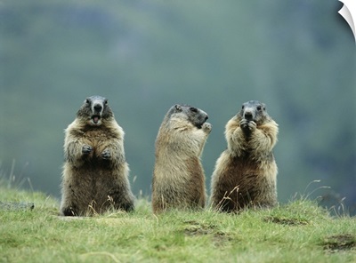 Three Marmots