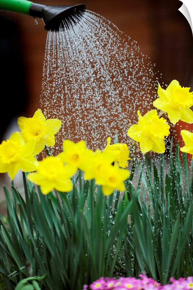 Watering Daffodils With Watering Can