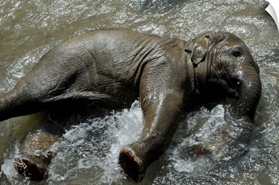 Young Elephant Cools Off In Basin Of Water