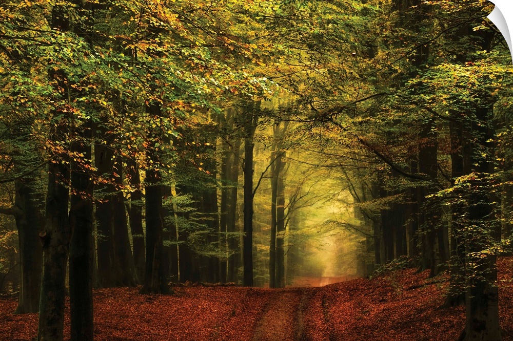 Landscape photograph of a hilly path leading through an Autumn forest at golden hour.
