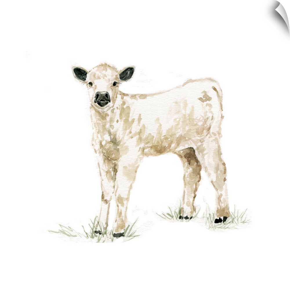 Cute illustration of a small white calf.