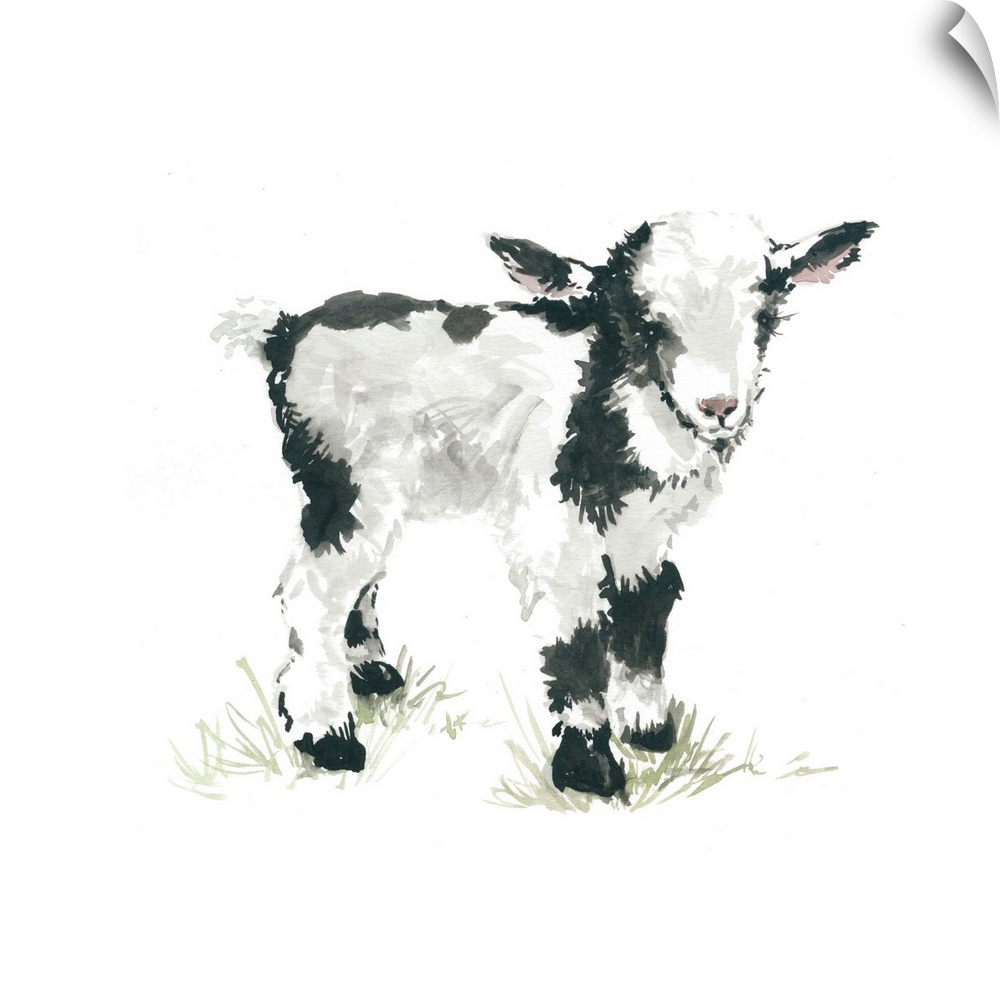 Cute illustration of a small black and white goat.