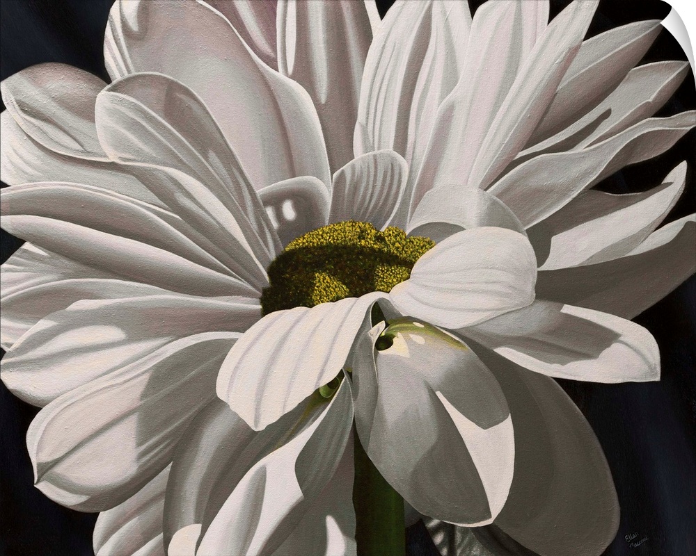 Contemporary painting of a close-up of a daisy against a black background.