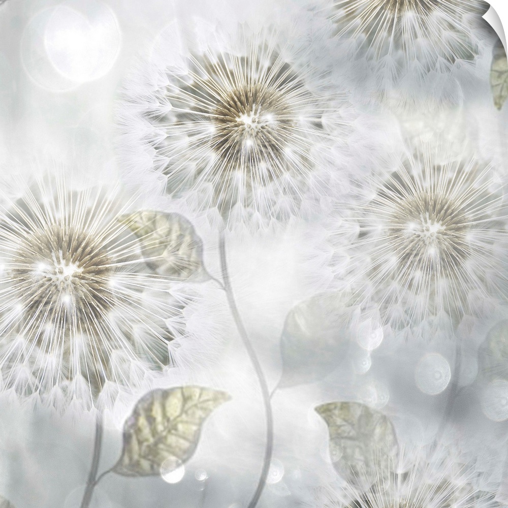 A ethereal photo of dandelions against a light gray background with lens flares throughout.