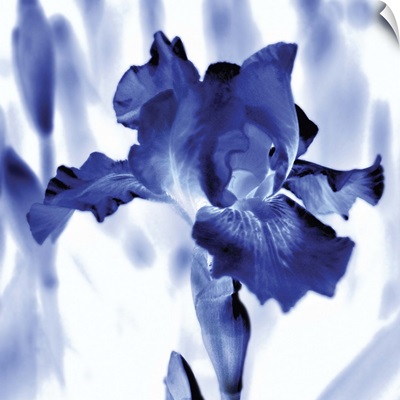 Blue Ice Iris