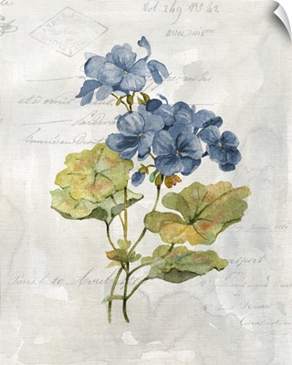 Blue Linen Geranium