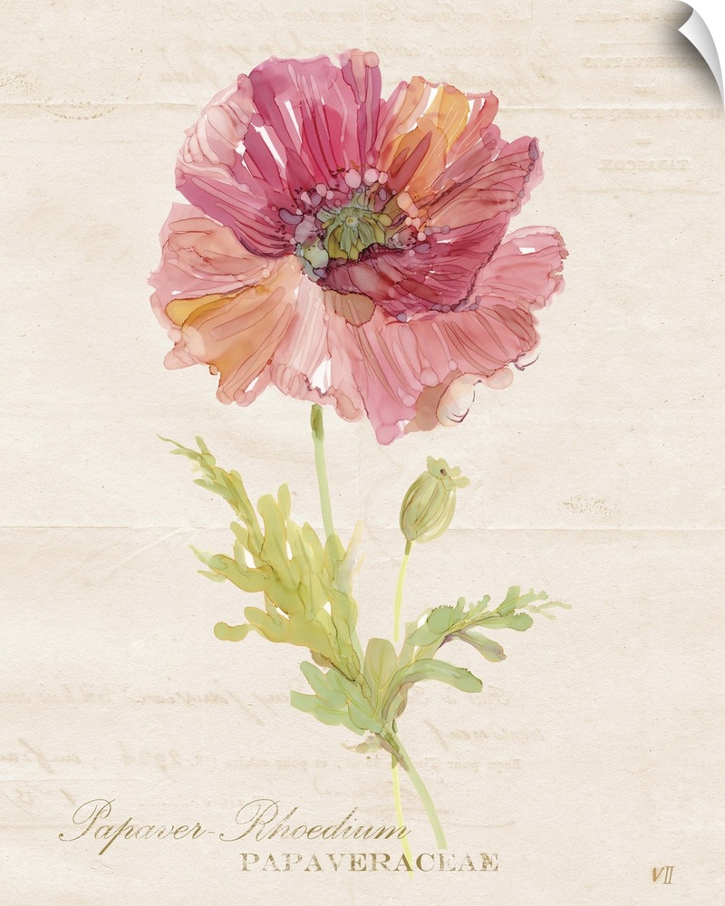 Watercolor painting of a poppy on a neutral colored background with faint text and its scientific name written at the bottom.
