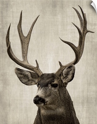 Colorado Buck