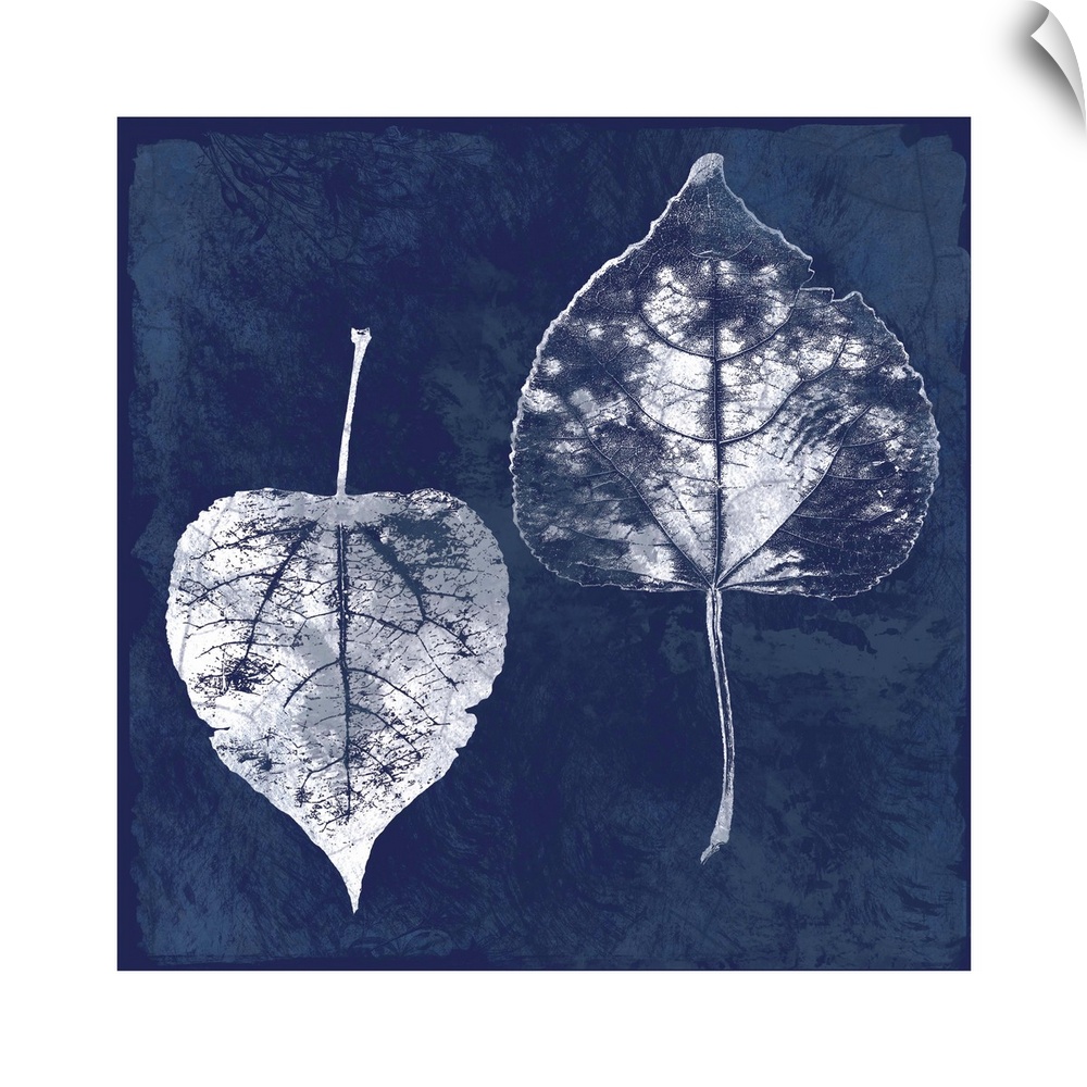 Square cyanotype of white silhouetted leaves on an indigo background with a white boarder.