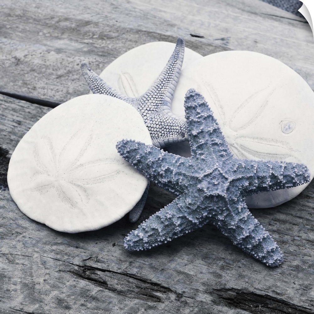 Cool toned photograph with blue highlights of sand dollars and starfish close-up on a piece of driftwood.