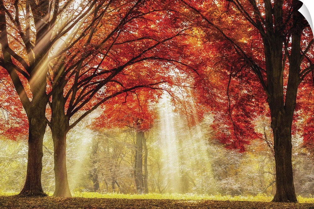 A photo of sun rays peaking through the tops of trees during the fall.