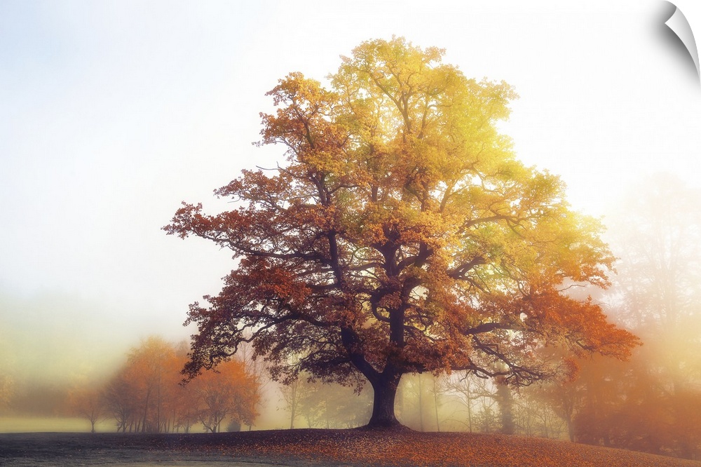 Landscape photograph of a warm Autumn tree with a foggy background.