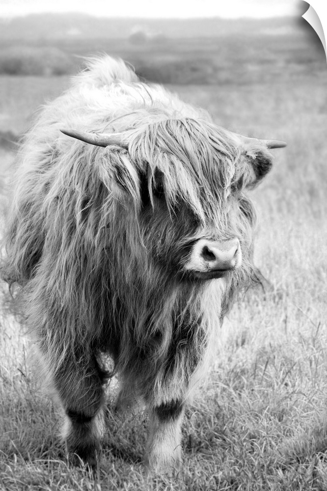 Europe, Scotland, Gretna Green. Highland cow.
