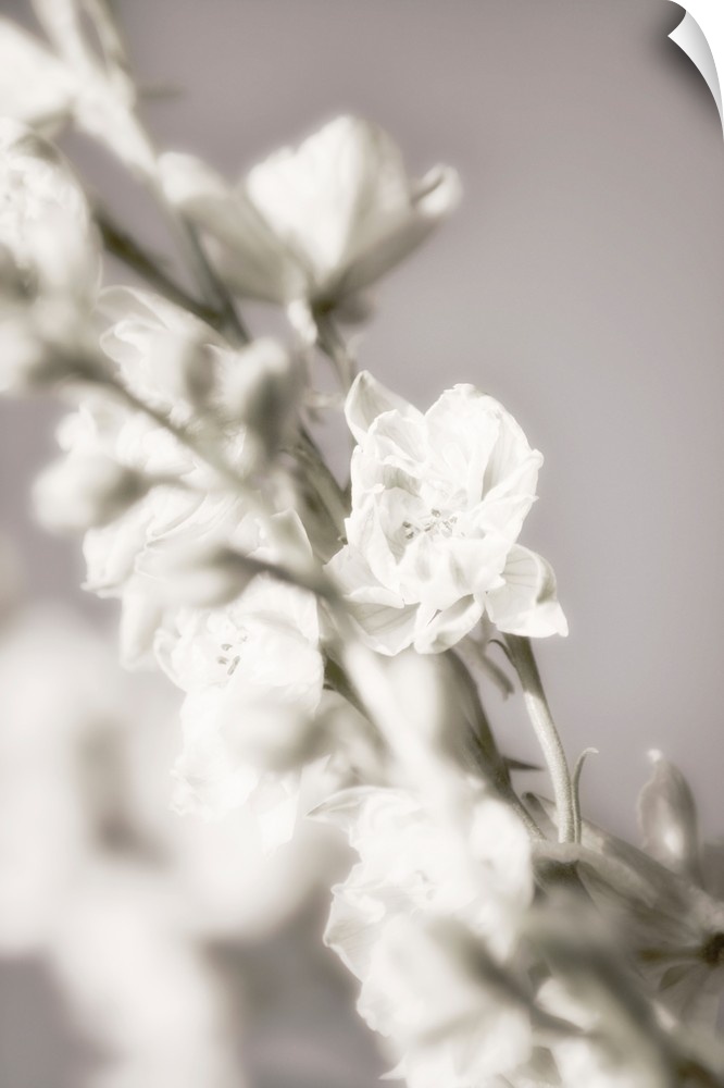 Fine art photograph of a vine of white flowers and buds with a shallow depth of field.
