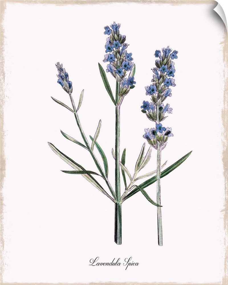 Botanical illustration of lavender.