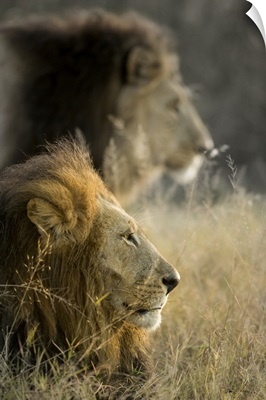 Lions In Morning Sun