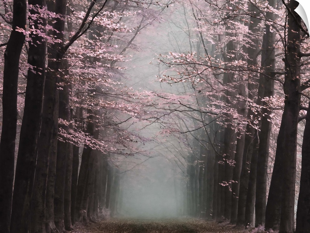 Misty forest with vivid pink blossoms on dark trees.