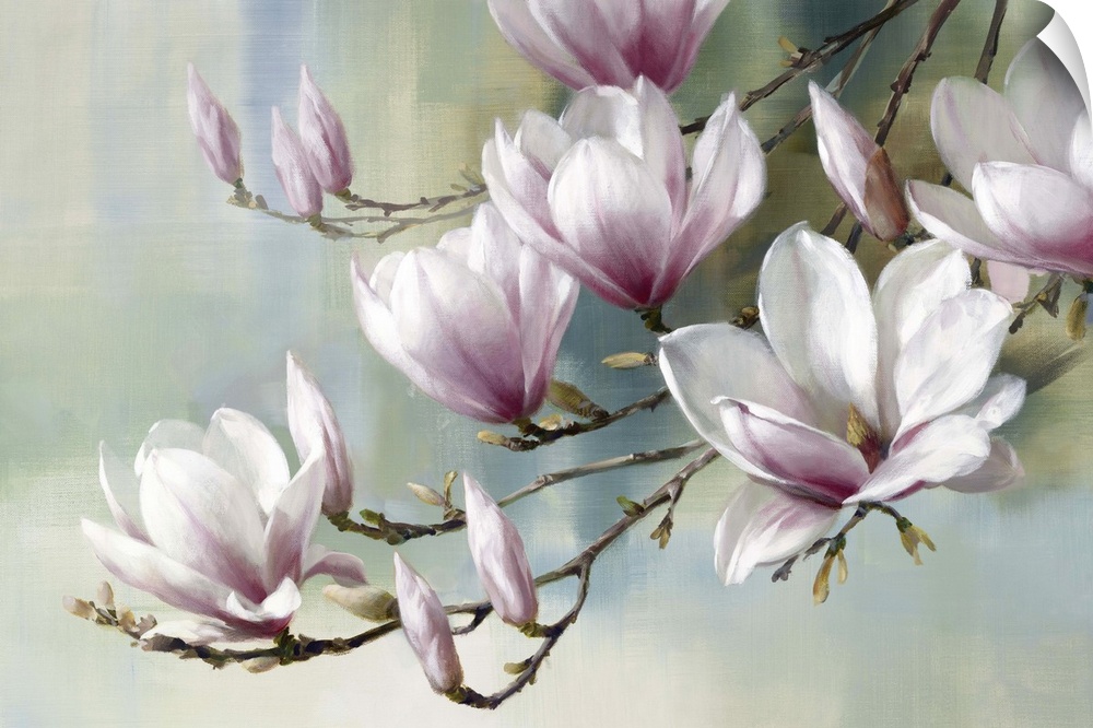 Light lavender colored magnolia flowers.