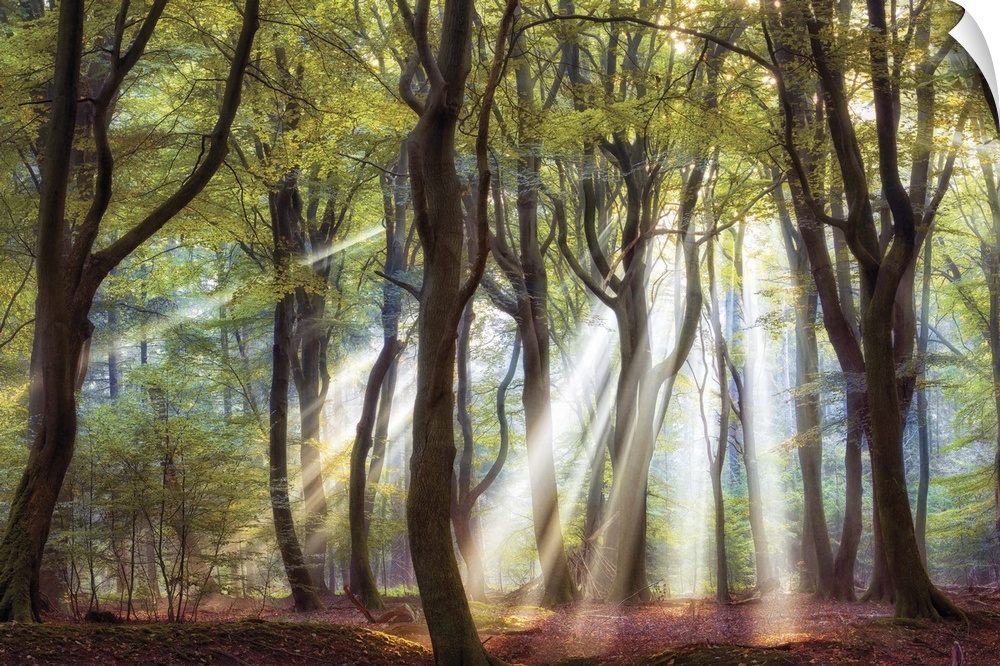 Bright rays of sunlight shining through a forest in the early morning.