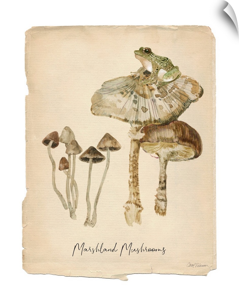 Marshland Mushrooms