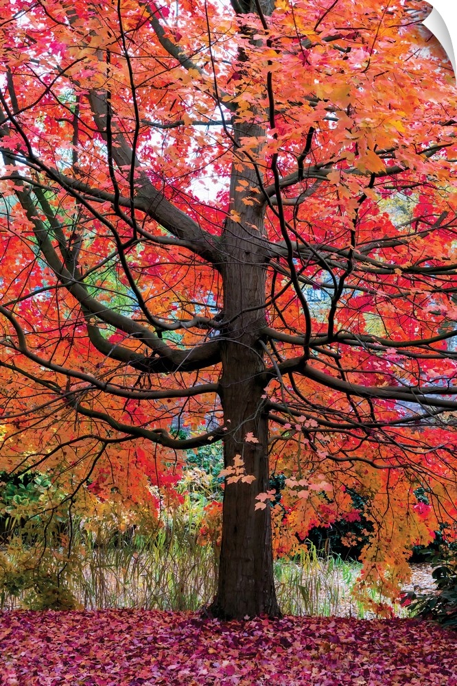Photograph of a large and colorful maple tree during Fall.