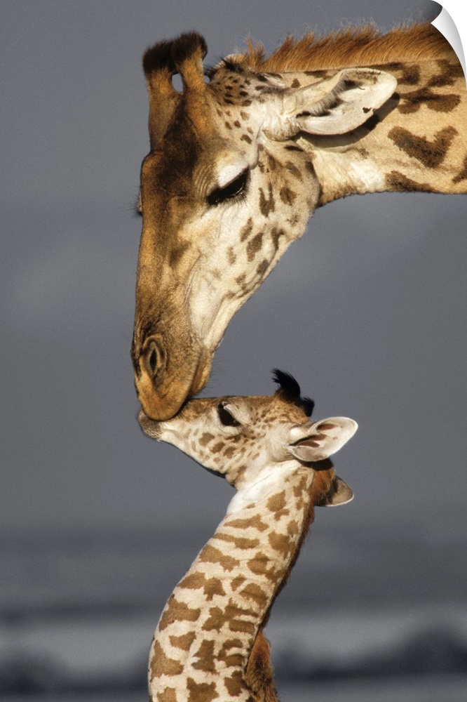 Photograph of a mother giraffe kissing her baby with a black and white background.