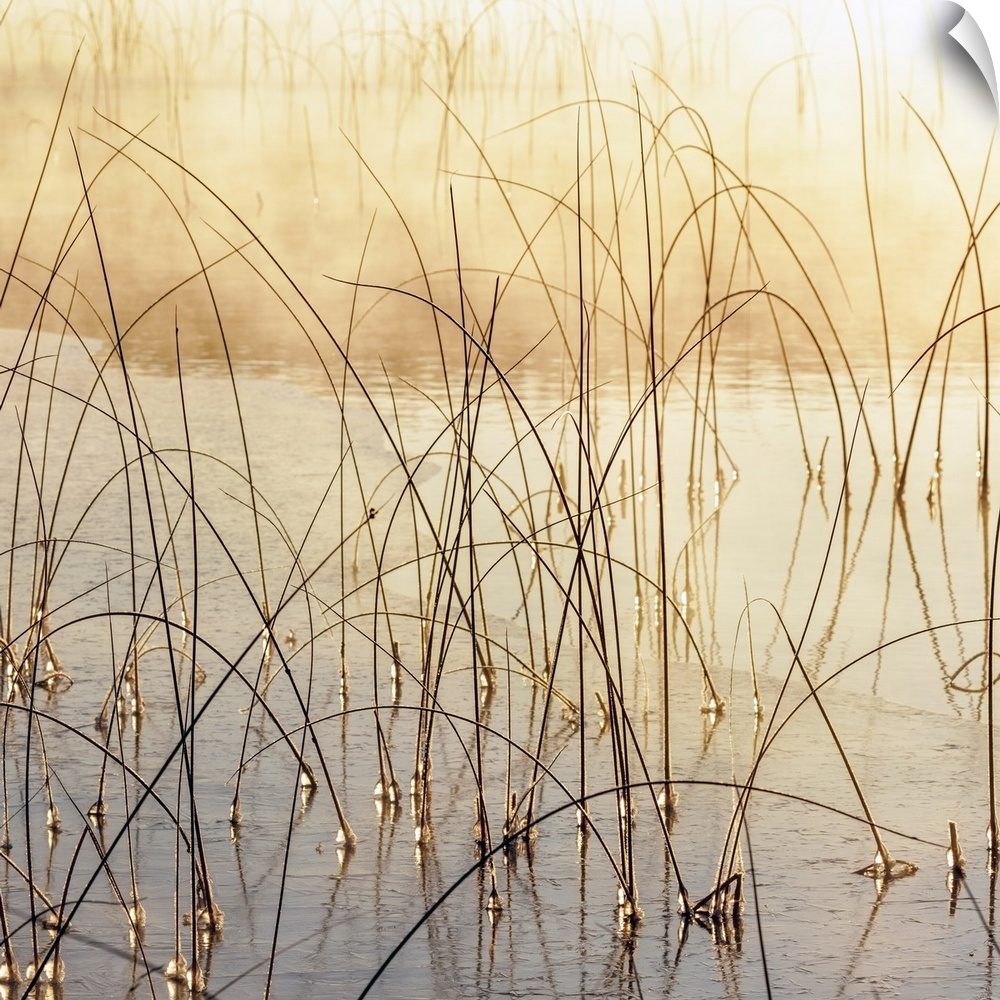 Icy reeds at sunrise on cold morning at Spencer Lake near Whitefish, Montana, USA.